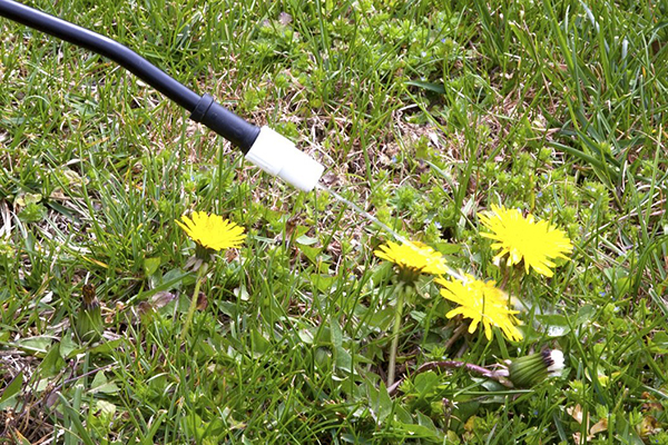 Pulvérisation de pissenlits avec une solution herbicide