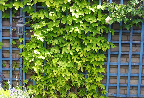 Treillis en bois sur le mur comme support pour les plantes grimpantes