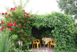 Gazebo sous les raisins de la jeune fille dans le jardin