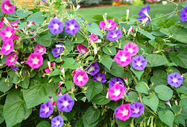 Ipomoea violet