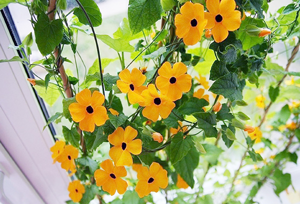 Thunbergia ailé