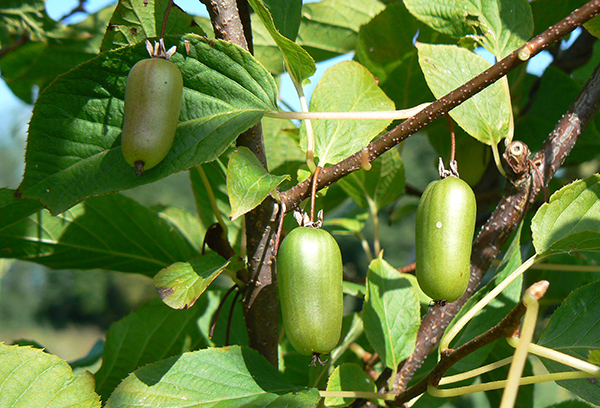 Actinidia với trái cây