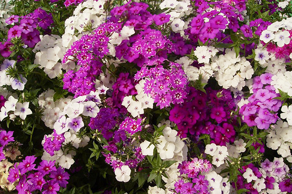 Phlox annuel