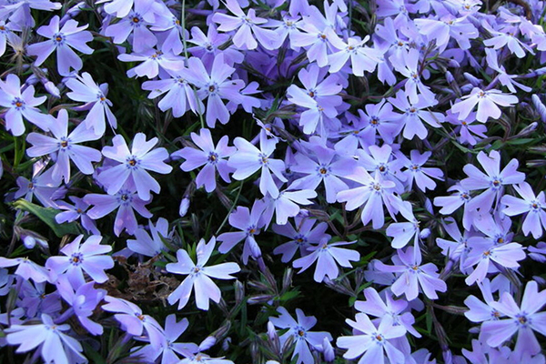 Phlox subulter à l'ombre