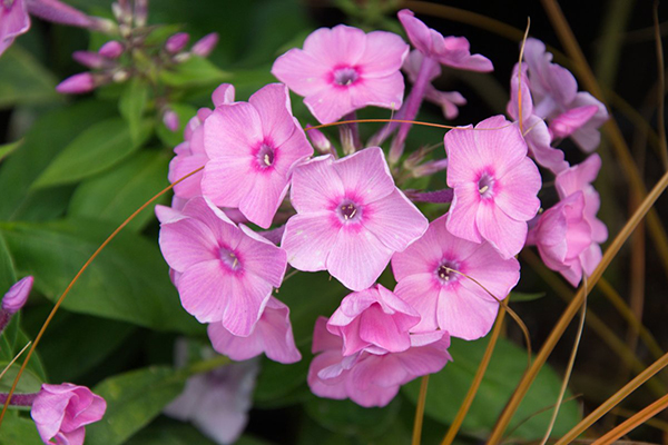 Phlox paniculata