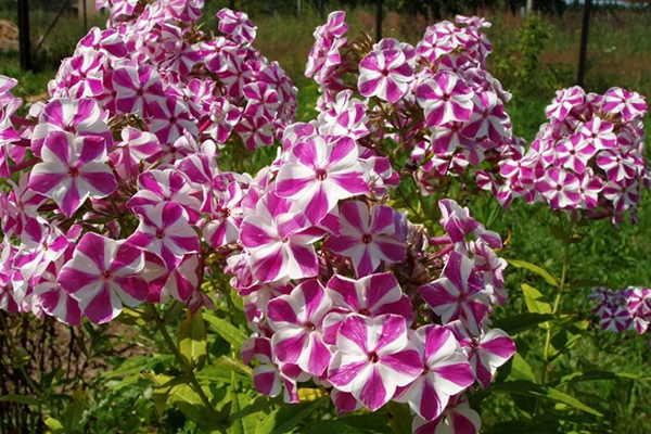 Phlox tacheté (prairie, pyramidal)