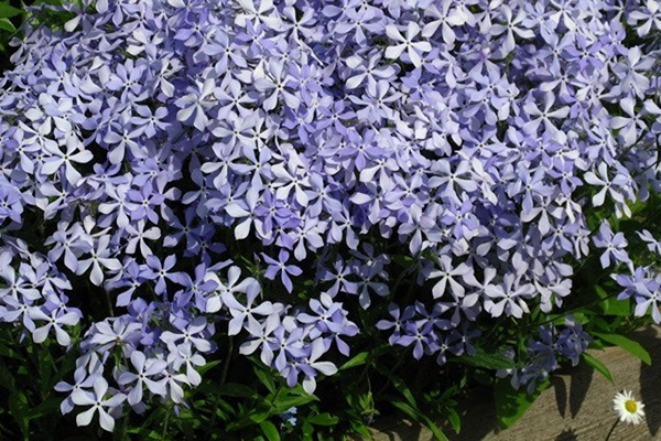 Phlox étalé