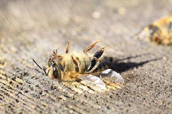 Abeille morte