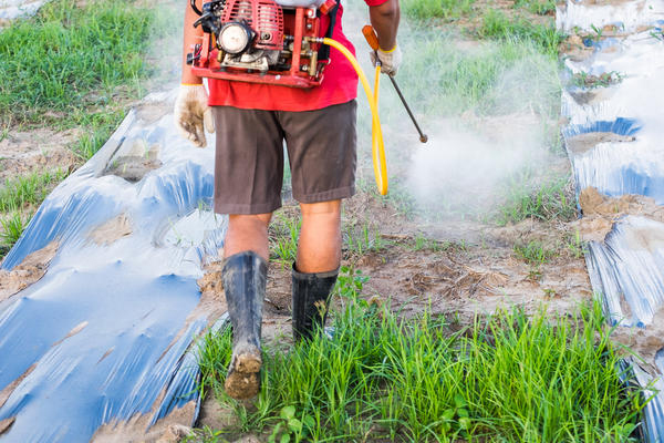 Pulvérisation d'herbicide sur les mauvaises herbes