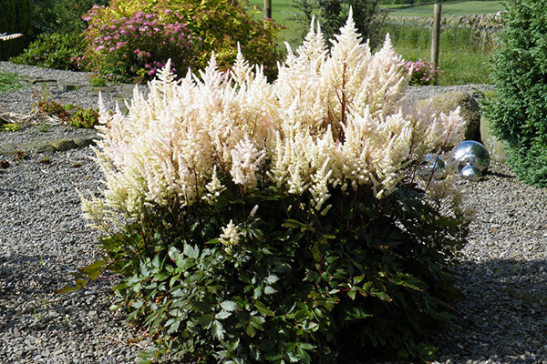 Astilbe en fleurs