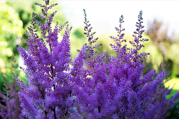 Astilbe violet