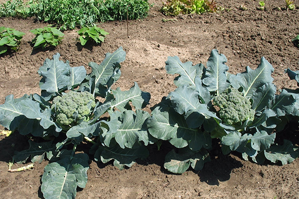 Faire pousser du brocoli au soleil