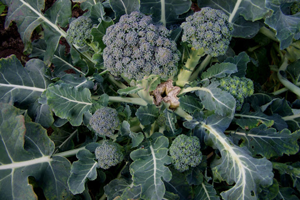 Brocoli à l'ombre