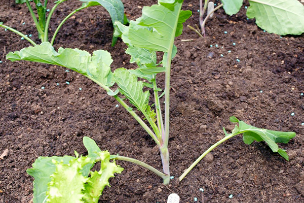 Faire pousser du brocoli