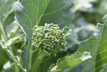 Inflorescence de brocoli