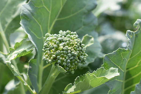 Inflorescence de brocoli