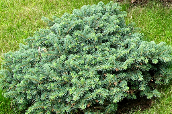 Spruce Pumila Glauka