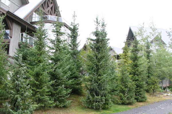 A mangé près du chalet