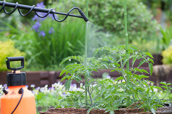 Pulvériser des tomates