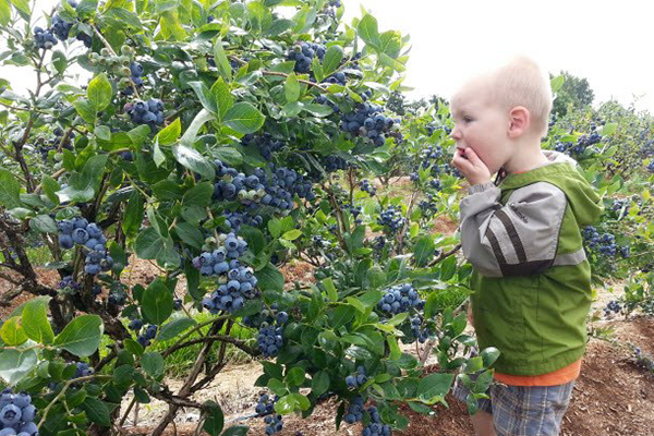 Un enfant par un buisson de bleuets