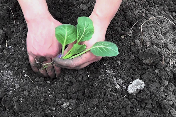 Planter des plants de chou en pleine terre