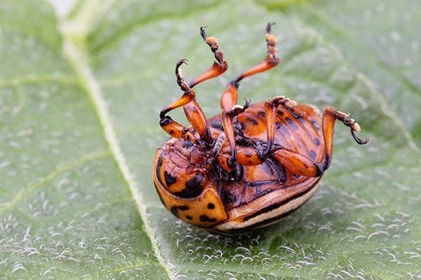 Coléoptère mort de la pomme de terre du Colorado