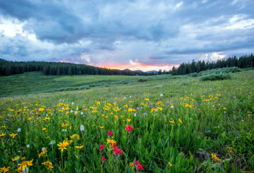 Prairie fleurie