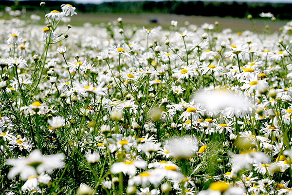 Prairie avec des marguerites