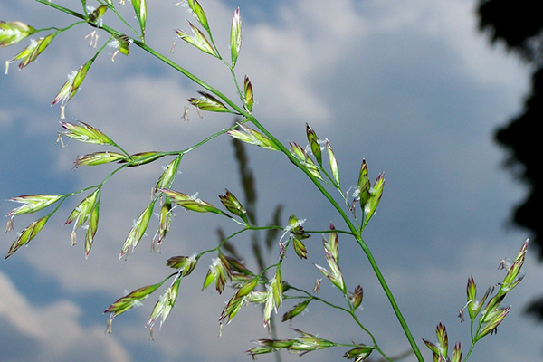 Herbe de fétuque des prés