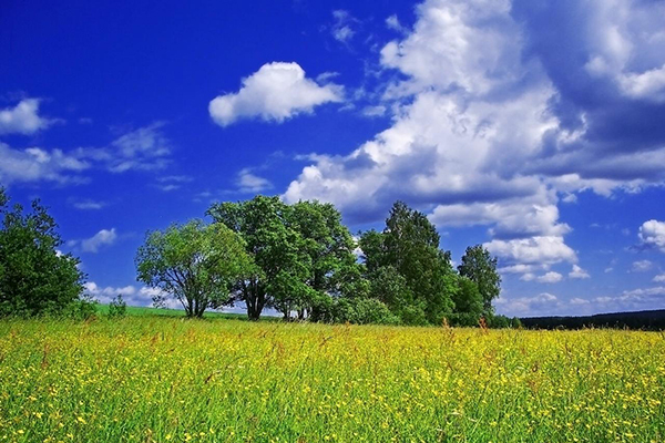 Prairie à fleurs jaunes