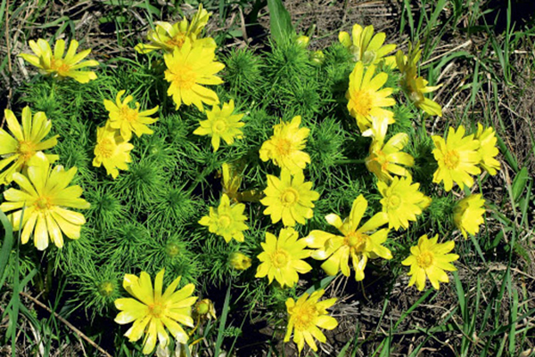 Adonis de printemps