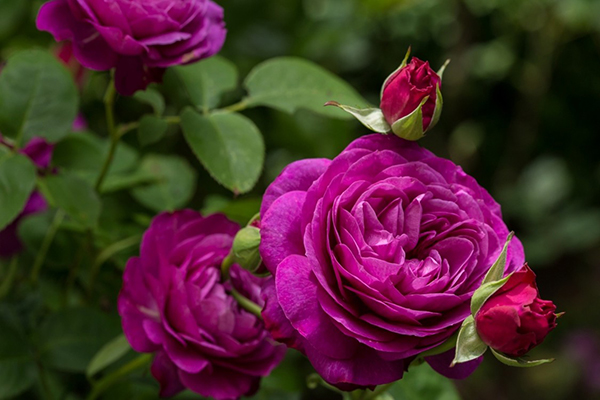 Blommande ros i trädgården