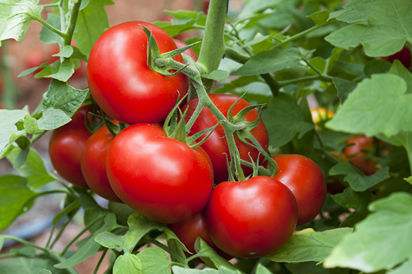 Tomates mûres sur une branche