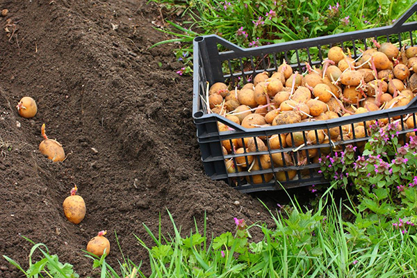 Planter des pommes de terre