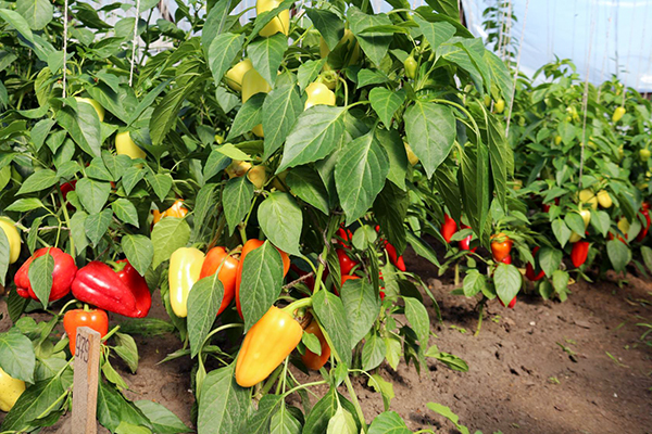 Växande paprika i ett soligt område