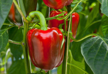 Röd paprika på en buske