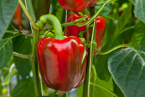 Poivron rouge sur un buisson