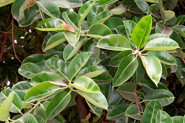 Ficus ramifié