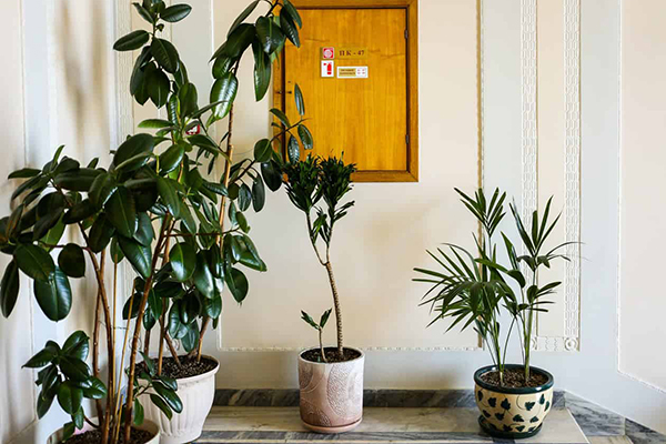 Ficus en pots