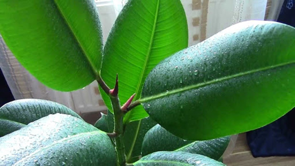 Ficus après pincement