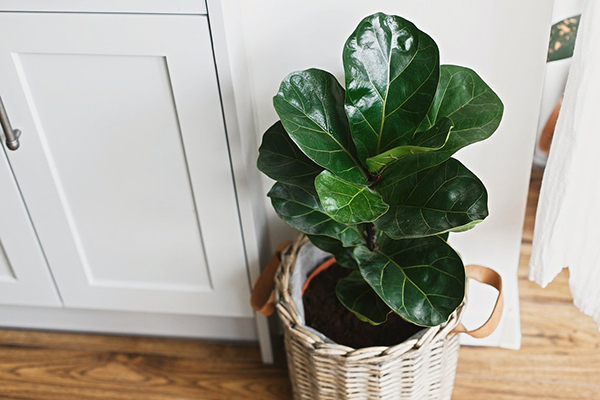 Ficus dans un pot