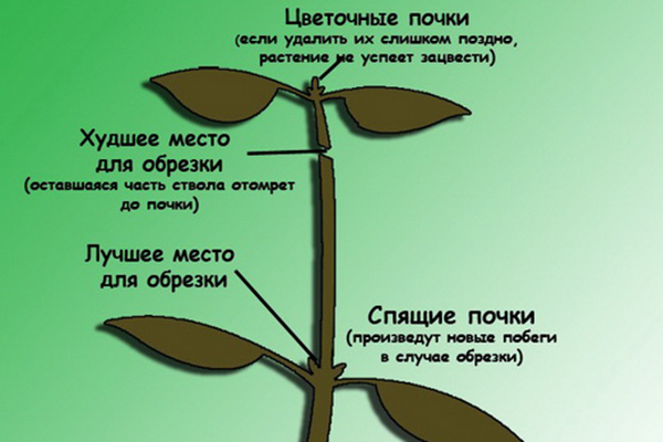 Schéma de taille Ficus