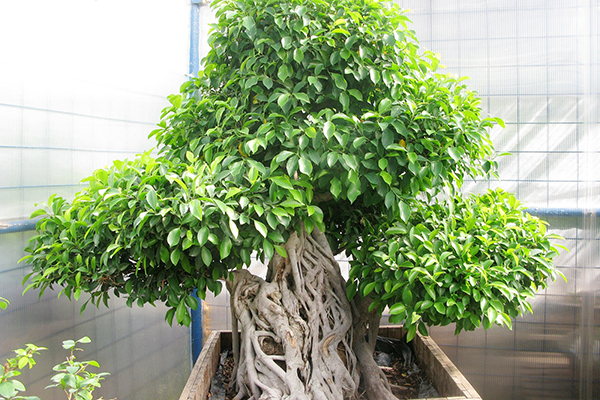 Ficus Benjamin sous la forme d'un arbre