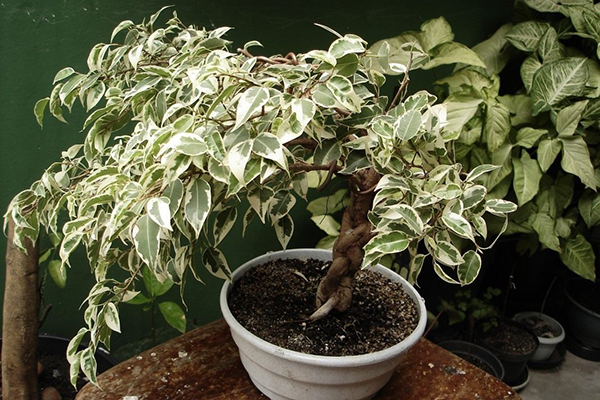 Ficus Benjamin panaché