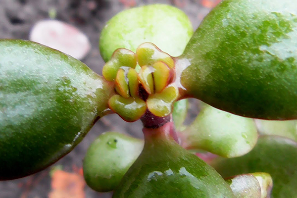 Nouveaux reins sur le site du pincement de la crassula