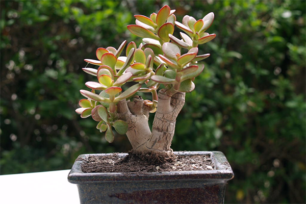 Crassula bonsaï