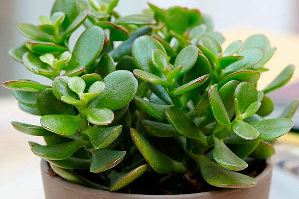 Crassula en forme de buisson