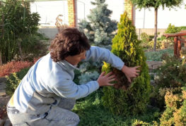 Thuja Smaragd devient jaune