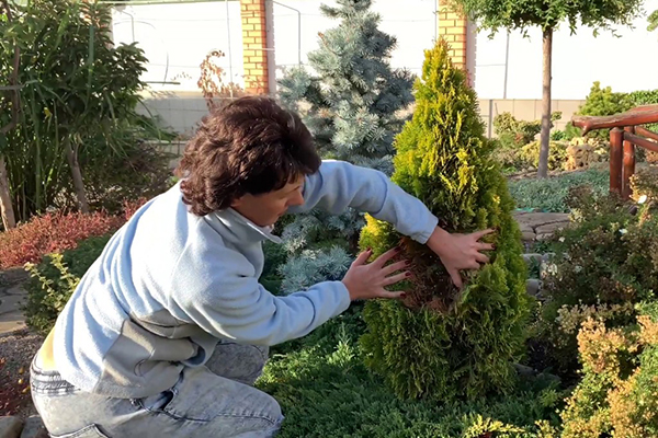 Thuja Smaragd пожълтява