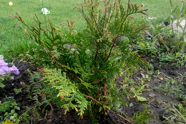 Thuja devient jaune après la plantation